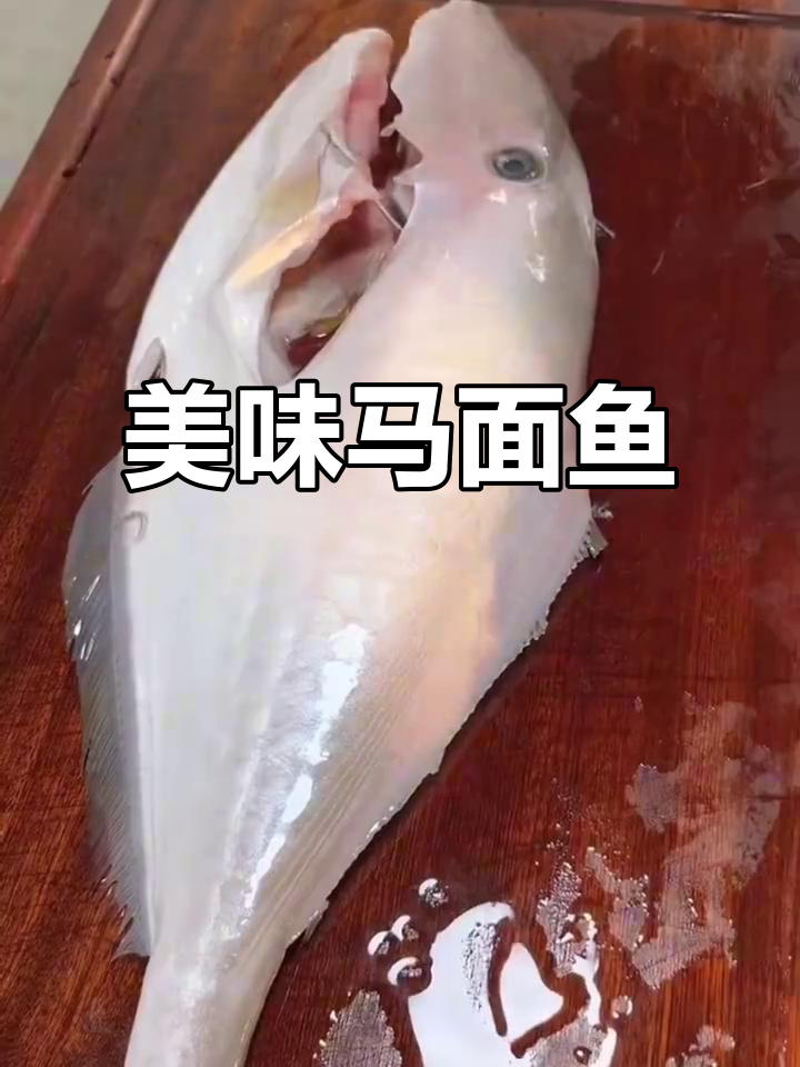 马面鱼肉质鲜美,无刺口感绝佳!
