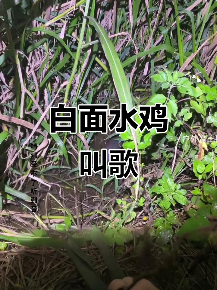 2025白面水鸡真实叫声大揭秘,户外音响体验