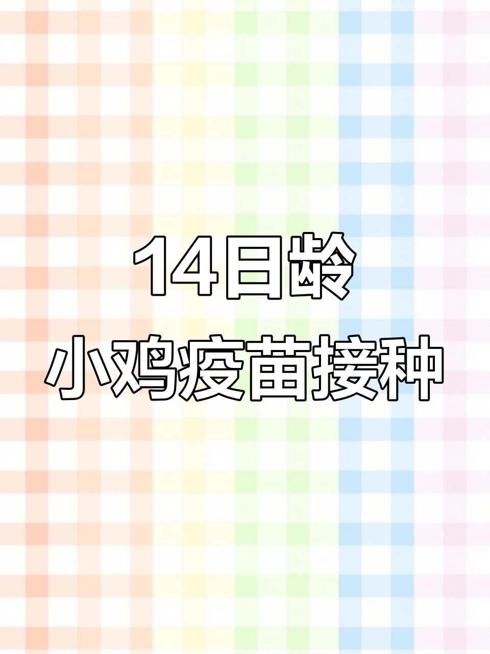 小鸡14天接种法氏囊疫苗，新手养鸡经验分享