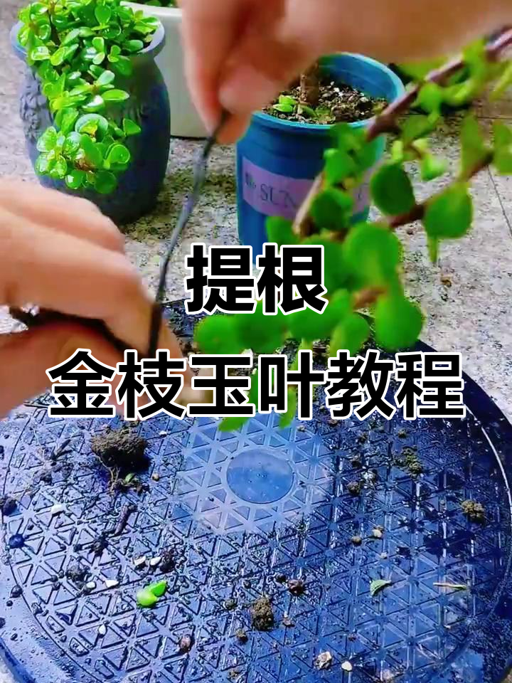 金枝玉叶悬崖桩制作全攻略,轻松打造独特造型