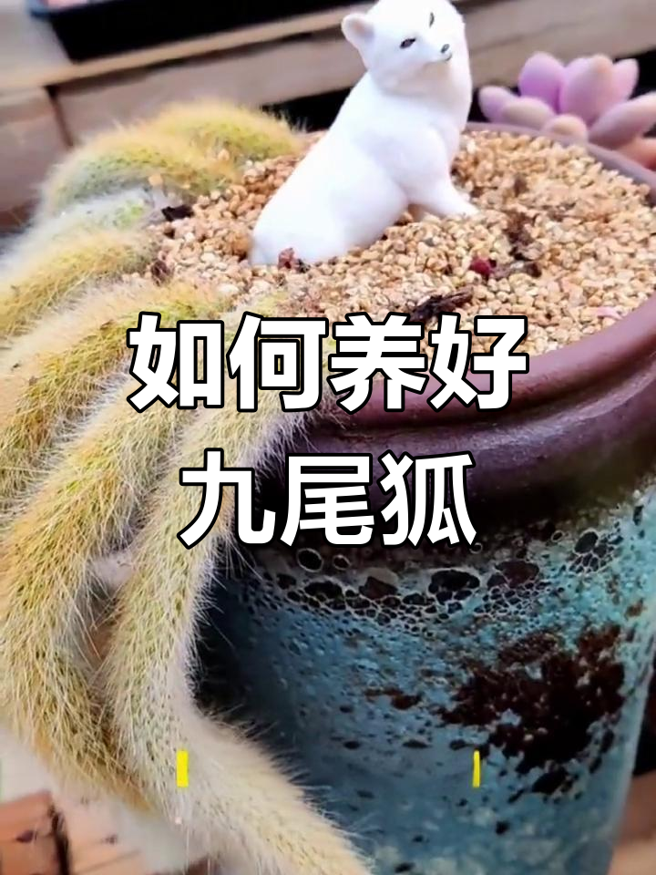 九尾狐多肉养护全攻略,轻松种植技巧