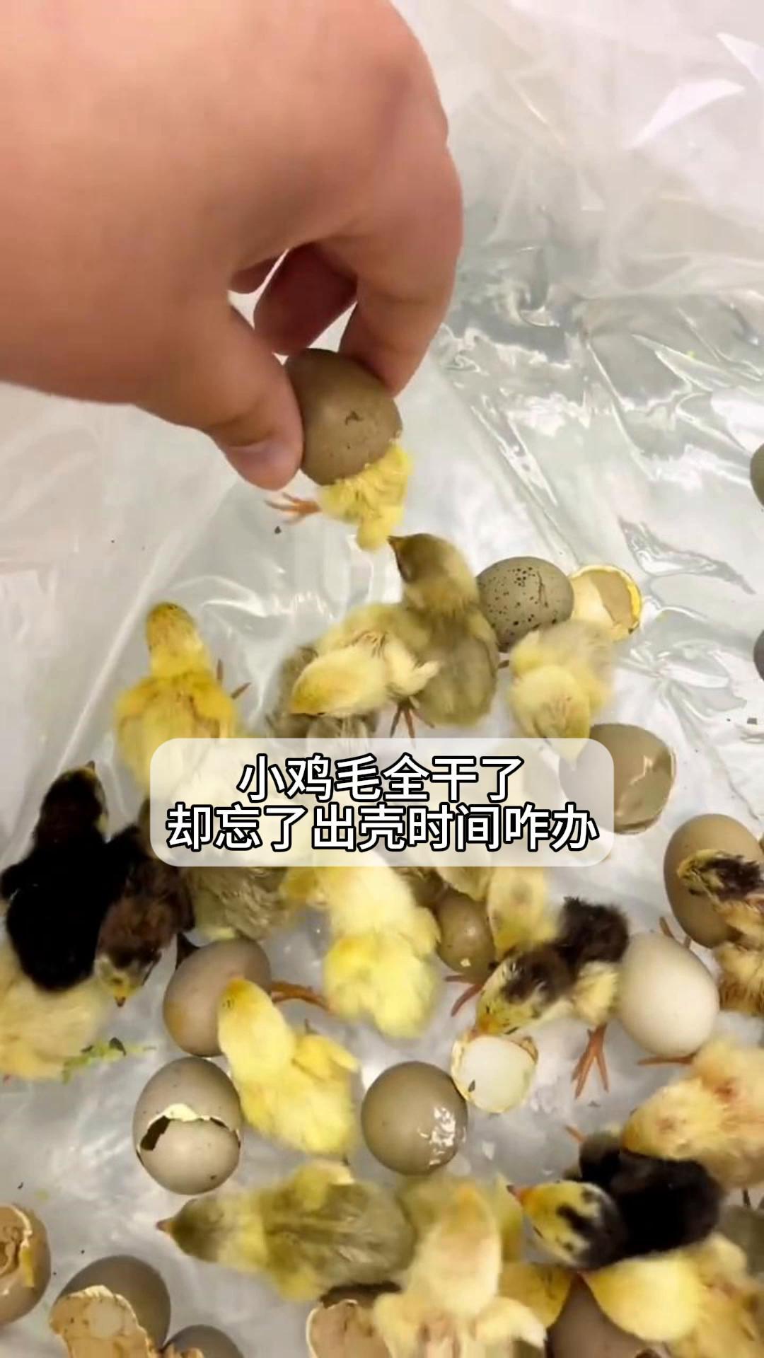 小鸡毛全干了,却忘了出壳时间咋办