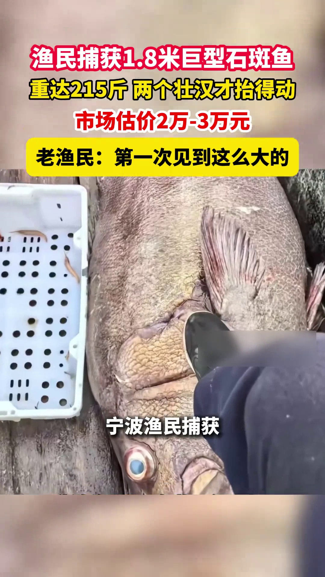 渔民捕获1.8米巨型石斑鱼，重达215斤，市场估价2万-3万元