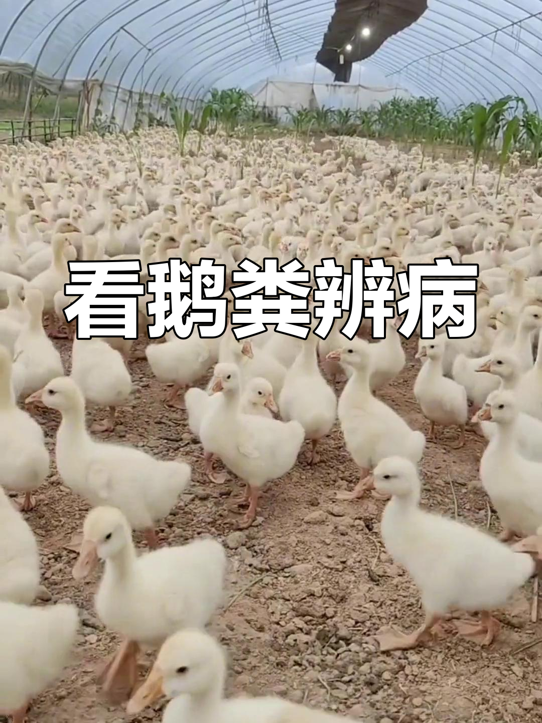 鹅粪便如何辨别健康与否?从颜色到形状全解析