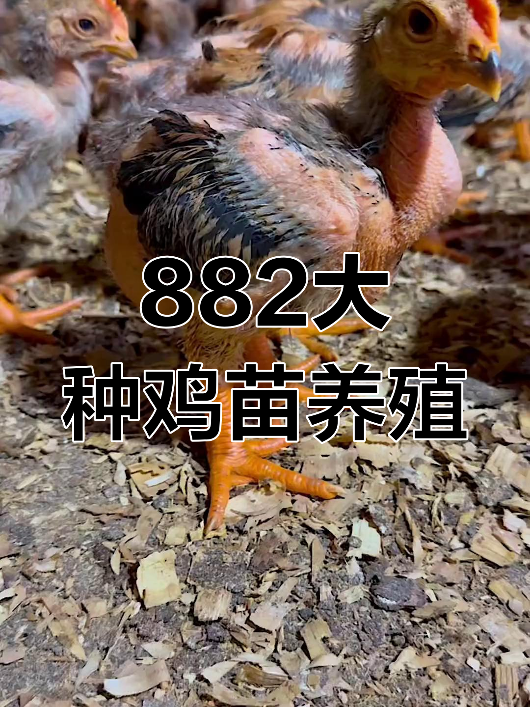 大象腿、水桶腰,882大种鸡苗养殖新风潮