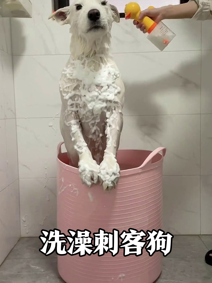 小狗洗澡秒变表情包,头顶小黄鸭笑翻网友