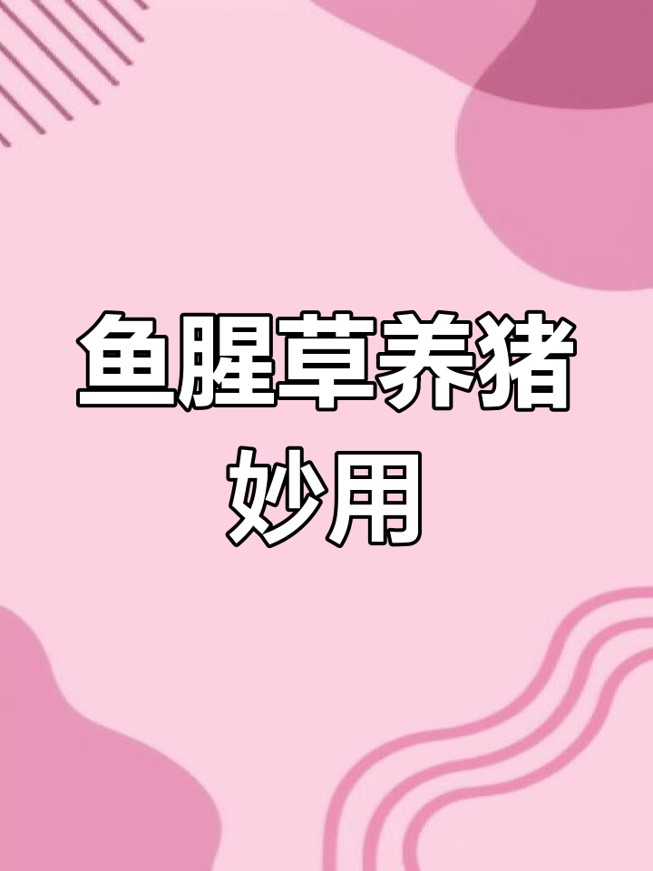 鱼腥草在猪场的多重功效