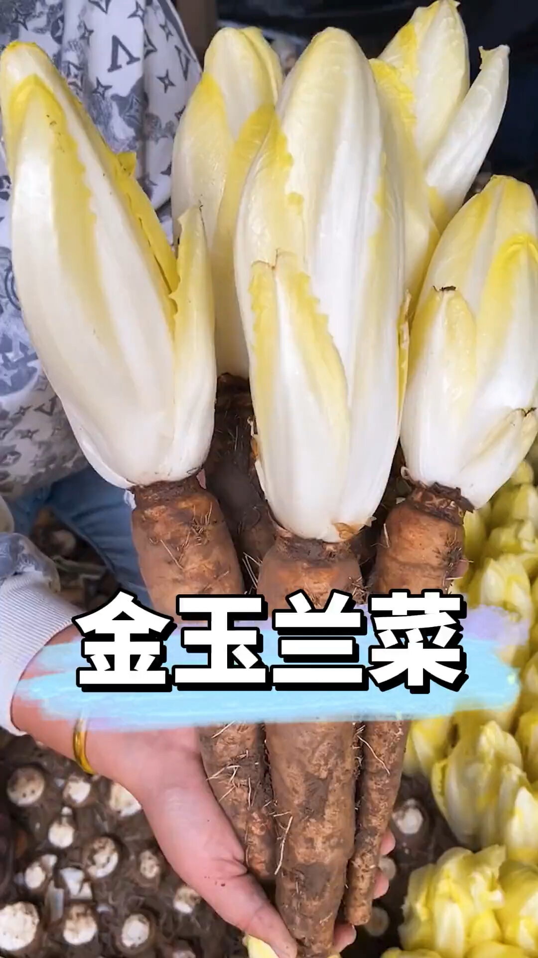 金玉兰菜,营养丰富,比牛肉还好吃