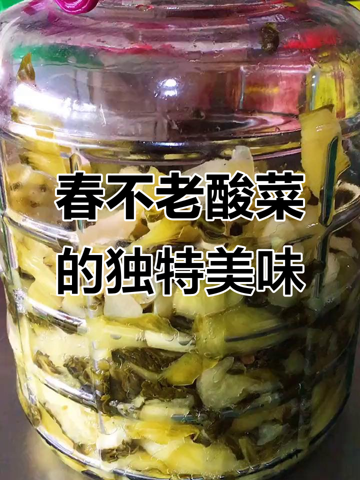 用春不老白菜做的酸菜,又脆又好吃!