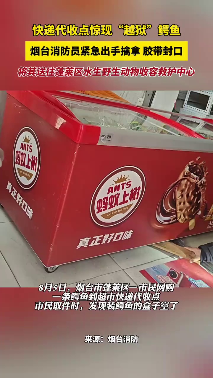 快递代收点惊现“越狱”鳄鱼，烟台消防员紧急出手擒拿，胶带封口，将其送往蓬莱区水生野生动物收