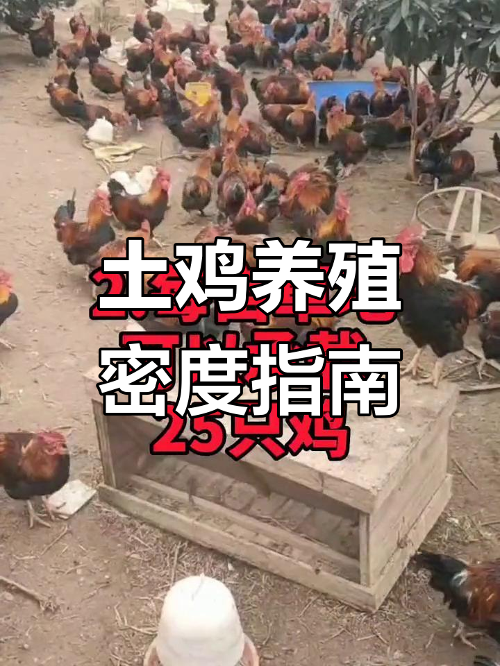 土鸡放养密度标准:果园、草地与山坡承载力分析