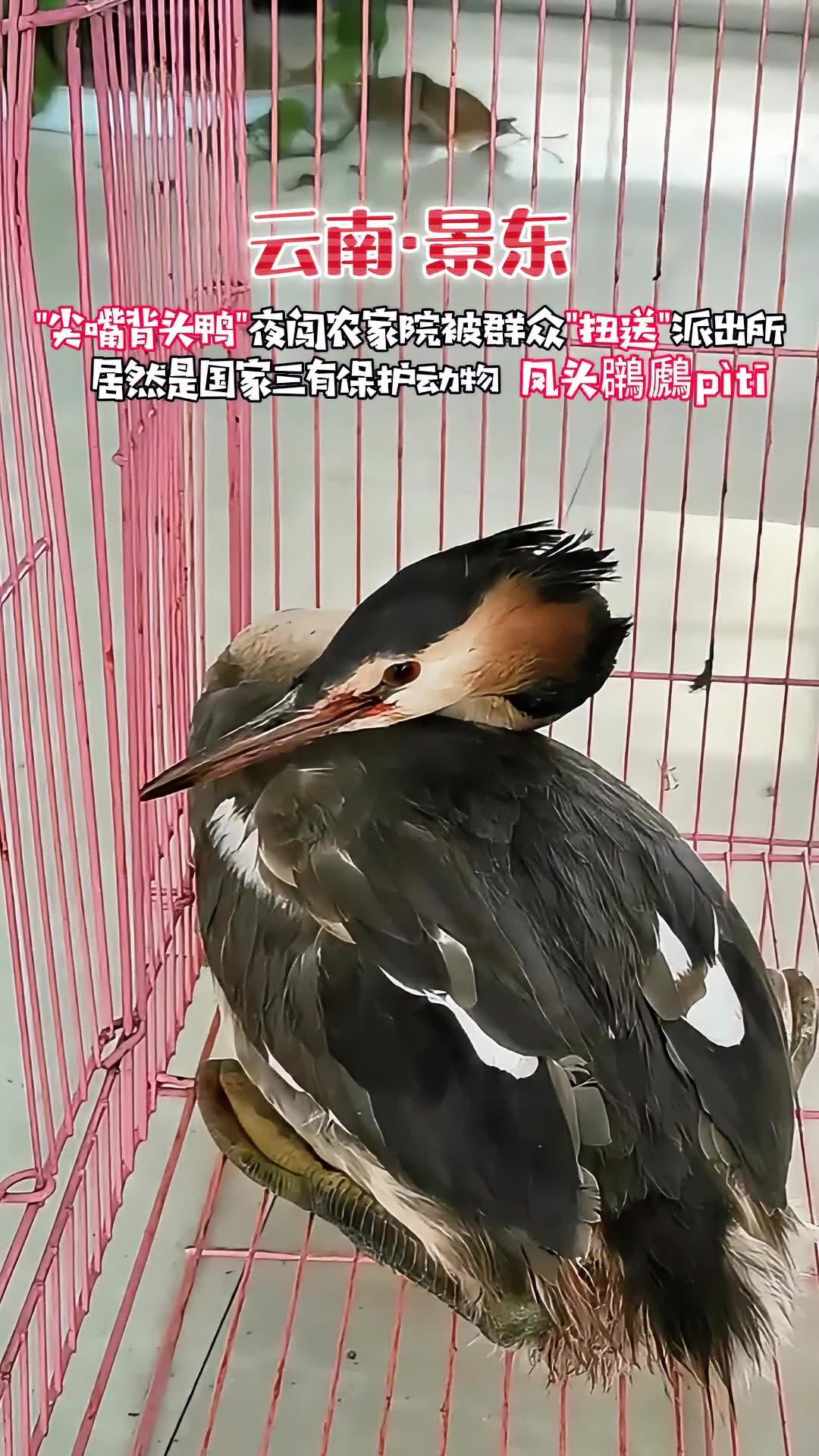 “尖嘴背头鸭”夜闯农家院被群众“扭送”派出所 野生动物零距离 云南警事 茶茶野保法宣 近日