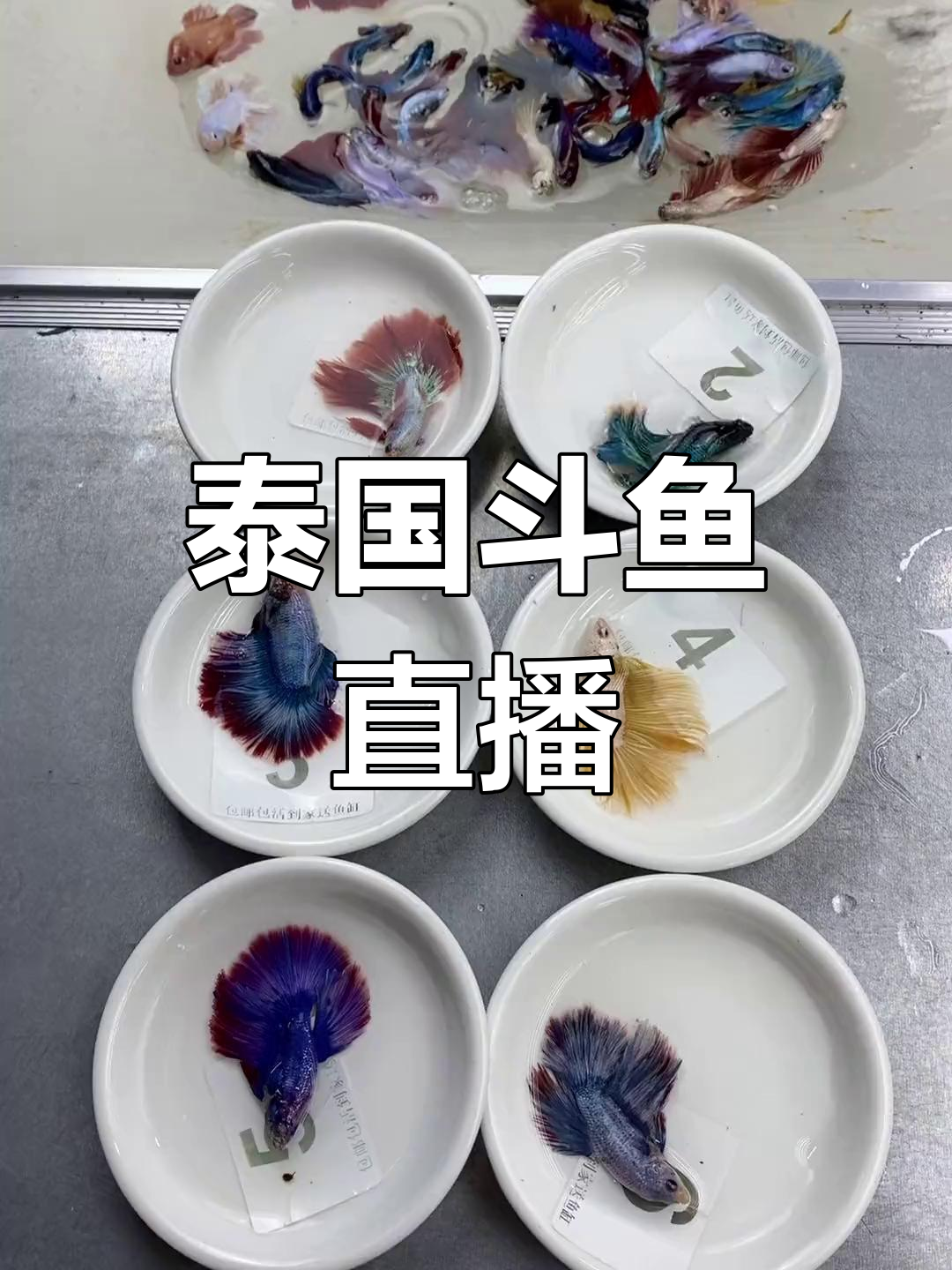 泰国斗鱼直播展示,色彩斑斓