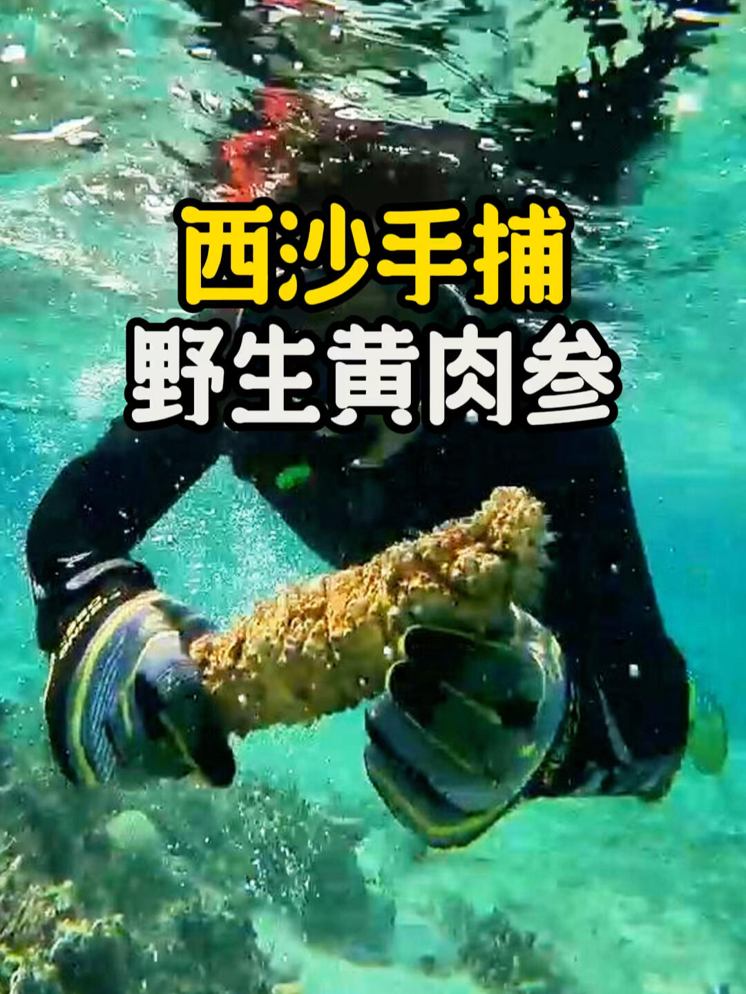 码住,西沙珊瑚礁盘手捕野生黄肉参