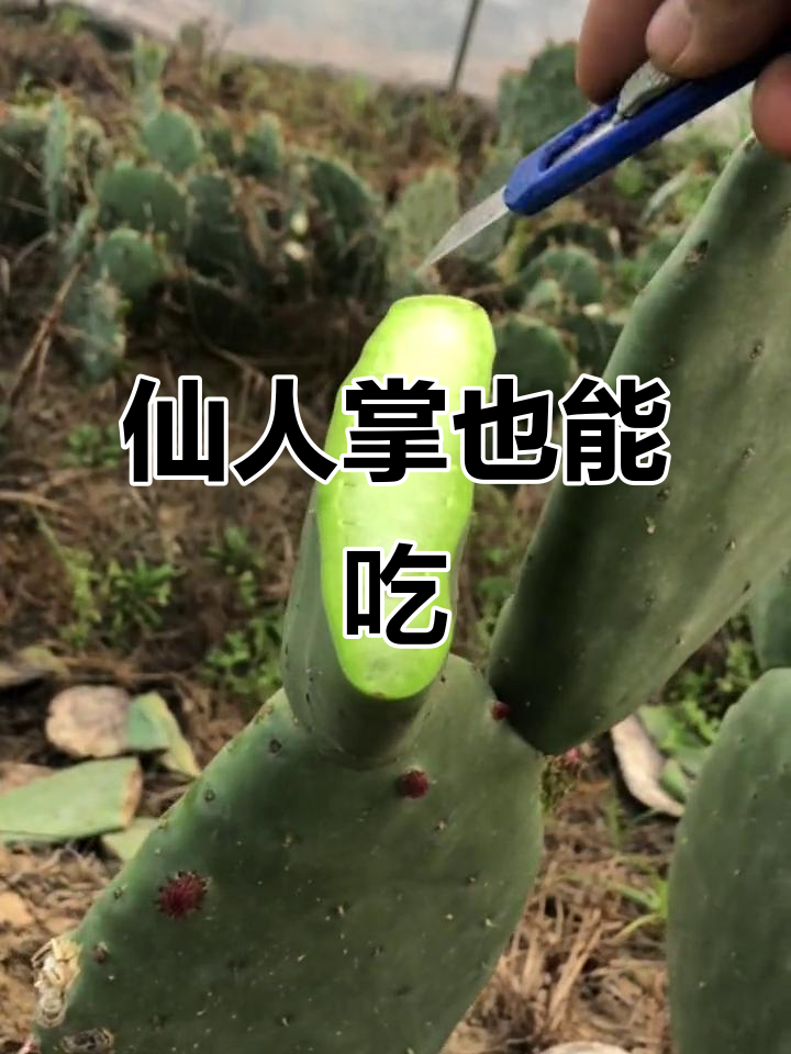 米邦塔仙人掌:能吃还能看,开花结果超有趣