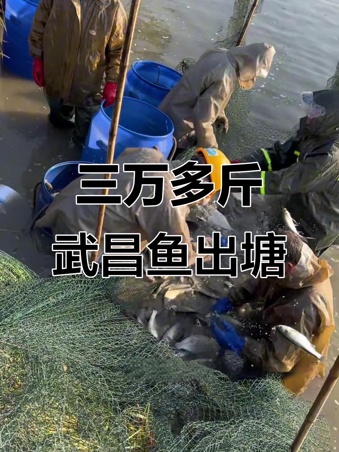 湖北仙桃武昌鱼养殖场大丰收,一网捞三万斤