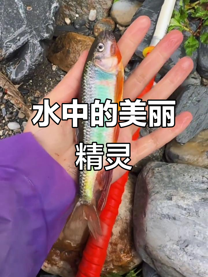 宽鳍鱲鱼:水中精灵,鲤科珍稀原生观赏鱼