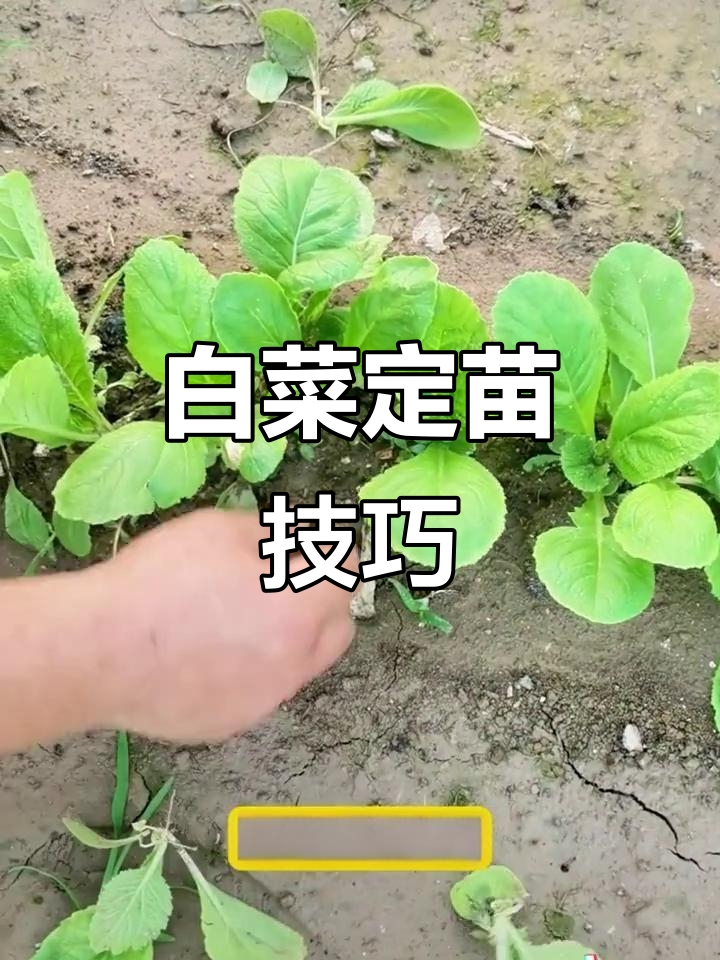 如何正确定苗,避免白菜高脚苗?
