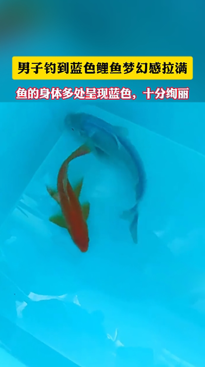 男子钓到蓝色鲤鱼梦幻感拉满!鱼的身体多处呈现蓝色,十分绚丽