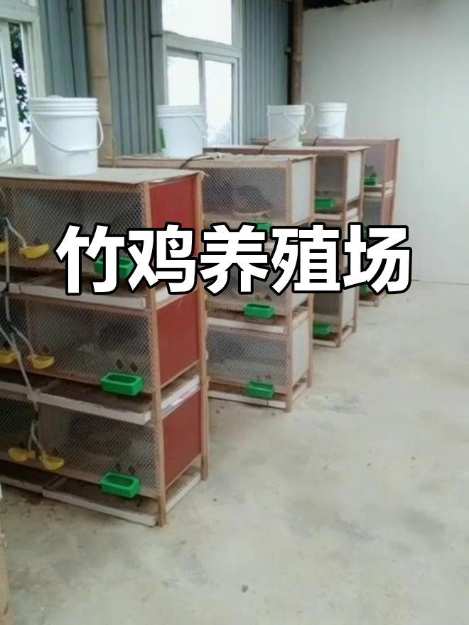 隆盛竹鸡养殖基地