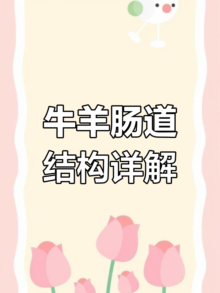 牛羊肠道解剖揭秘:从十二指肠到盲肠的详细解析