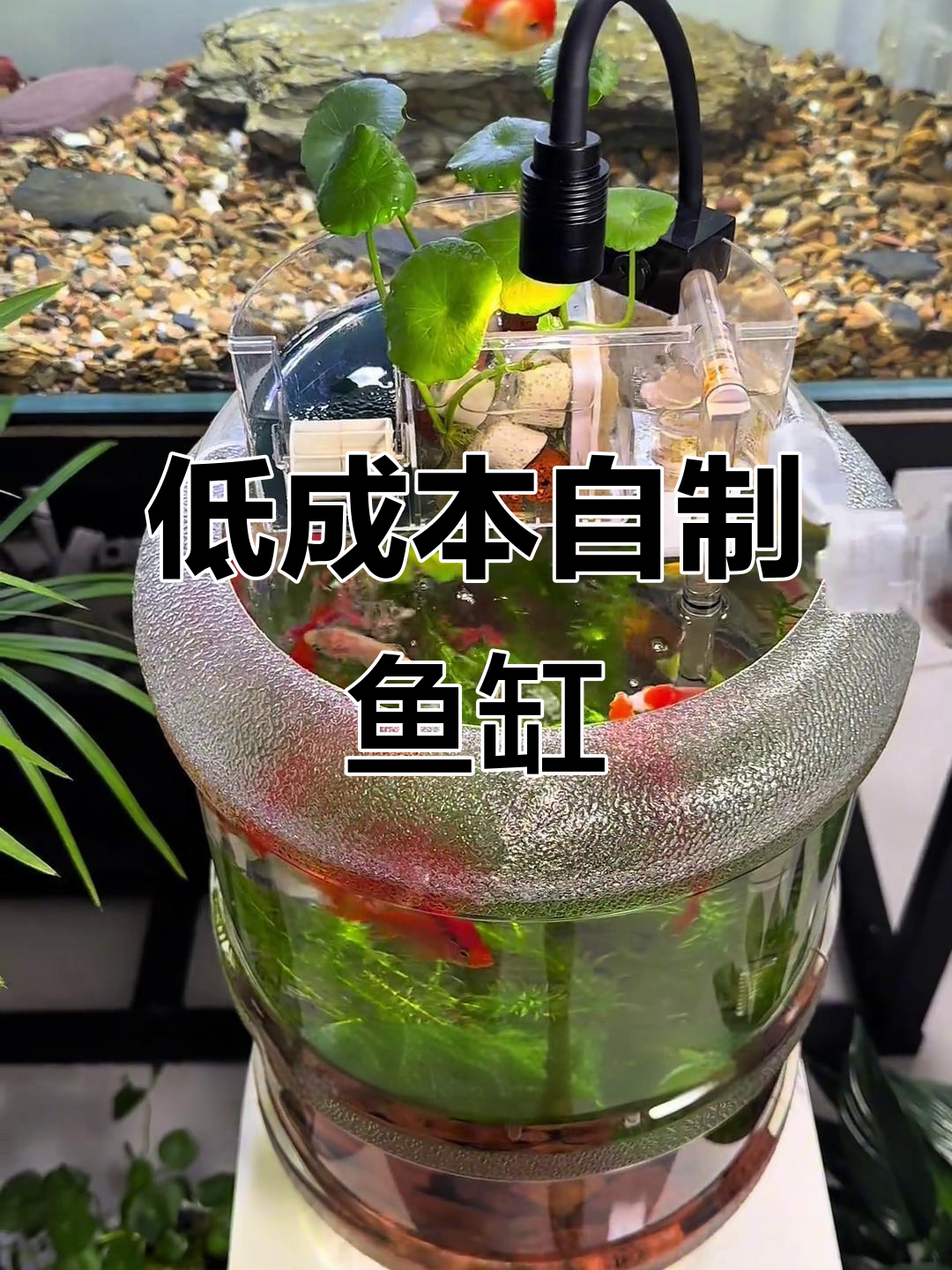 废矿泉水桶变鱼缸,低成本DIY生态水族箱教程