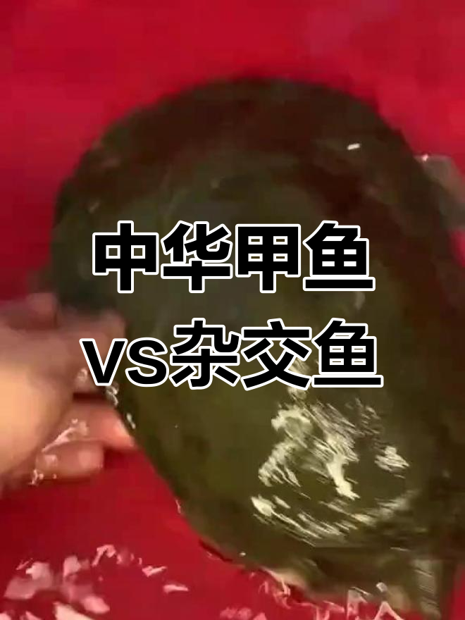 中华甲鱼与杂交鱼的辨别,品质差异大揭秘
