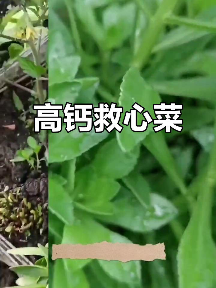 四季栽培,高钙救心菜,盆栽苗种轻松种植