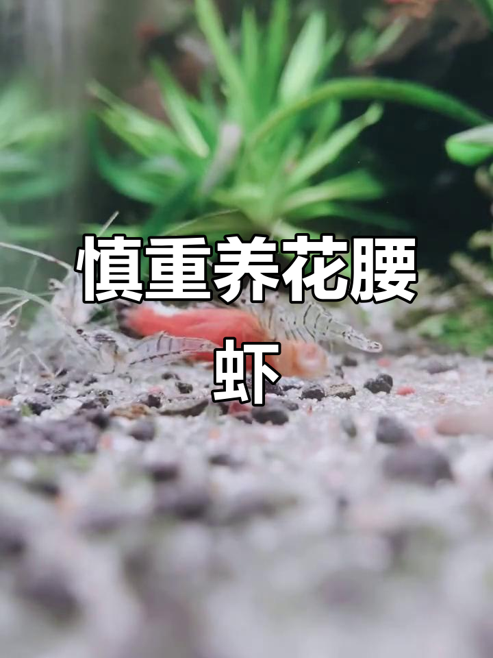 养花腰虾需谨慎,风险不容忽视