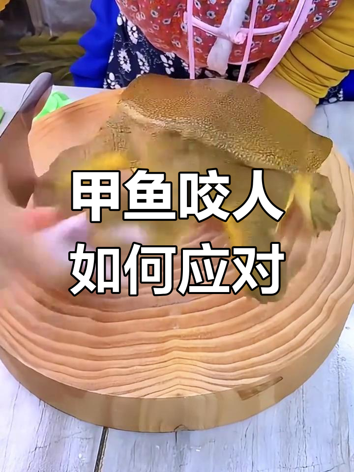 被甲鱼咬了怎么办?教你快速脱困的技巧
