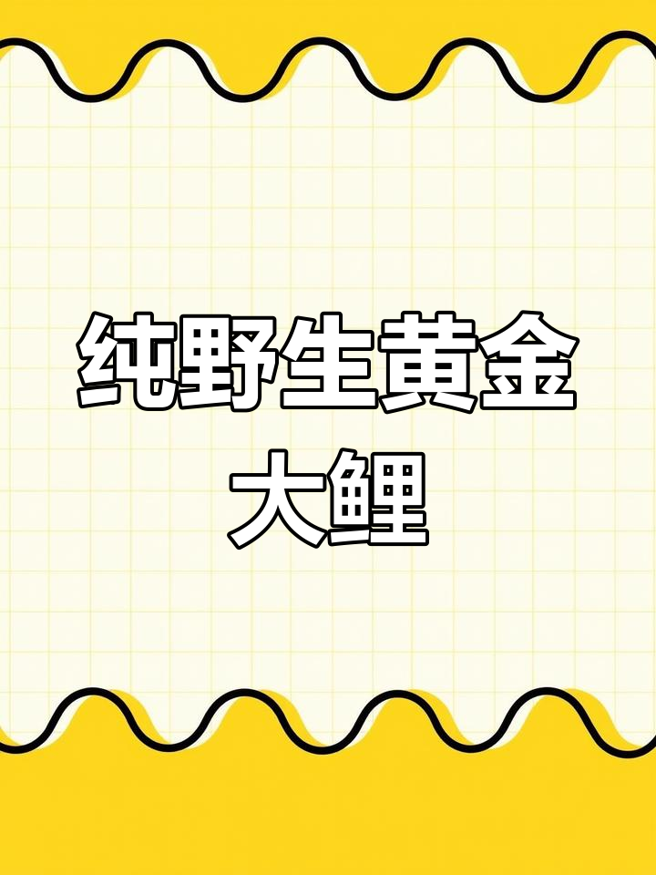 乌苏里江野生黄金大鲤鱼,24斤重超震撼!