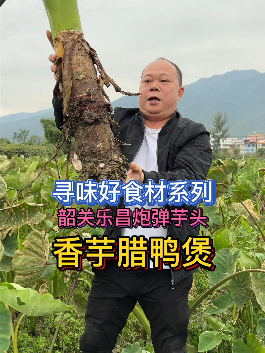 驱车300㎞挖到韶关乐昌芋头,做道香芋腊鸭煲