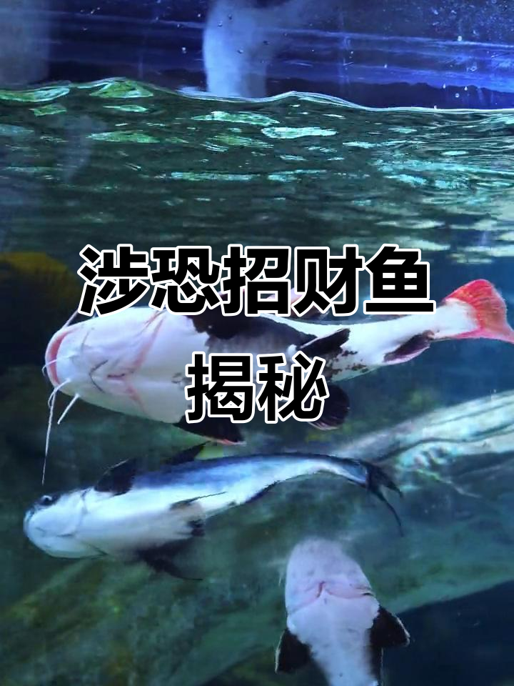 海洋馆里的“社恐”招财鱼,夜晚惊吓来袭!