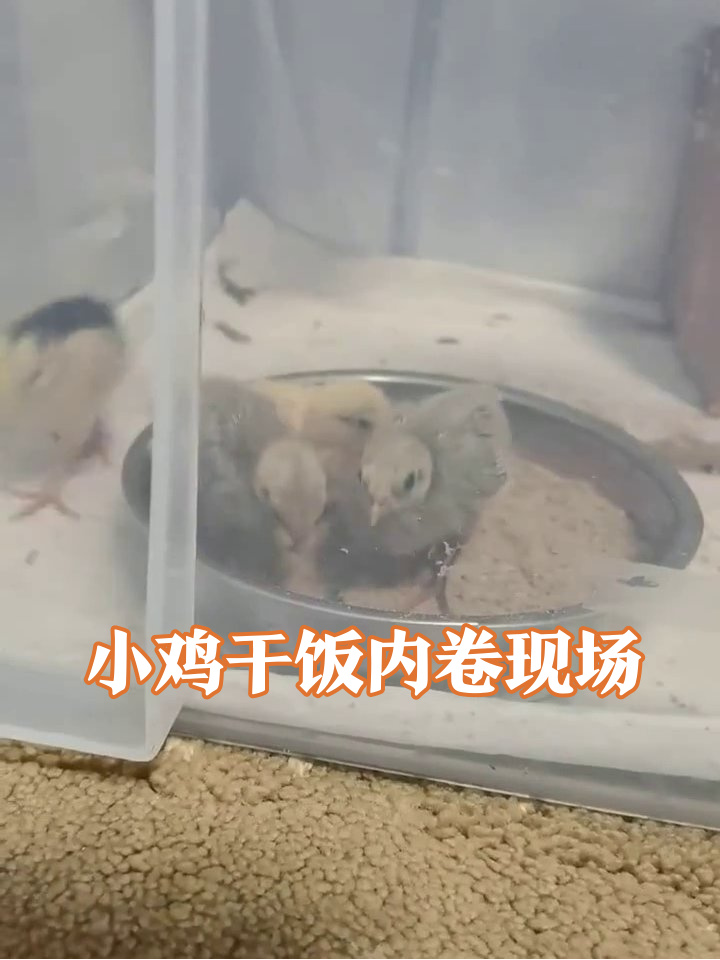 小鸡干饭王争霸赛:黄灰两队挤破头抢食,独狼小鸡淡定围观