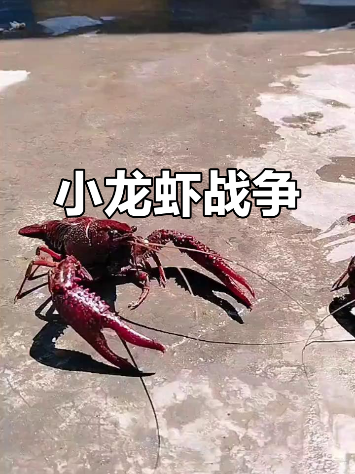 小龙虾争霸赛:各国选手激烈对决,谁能笑到最后?