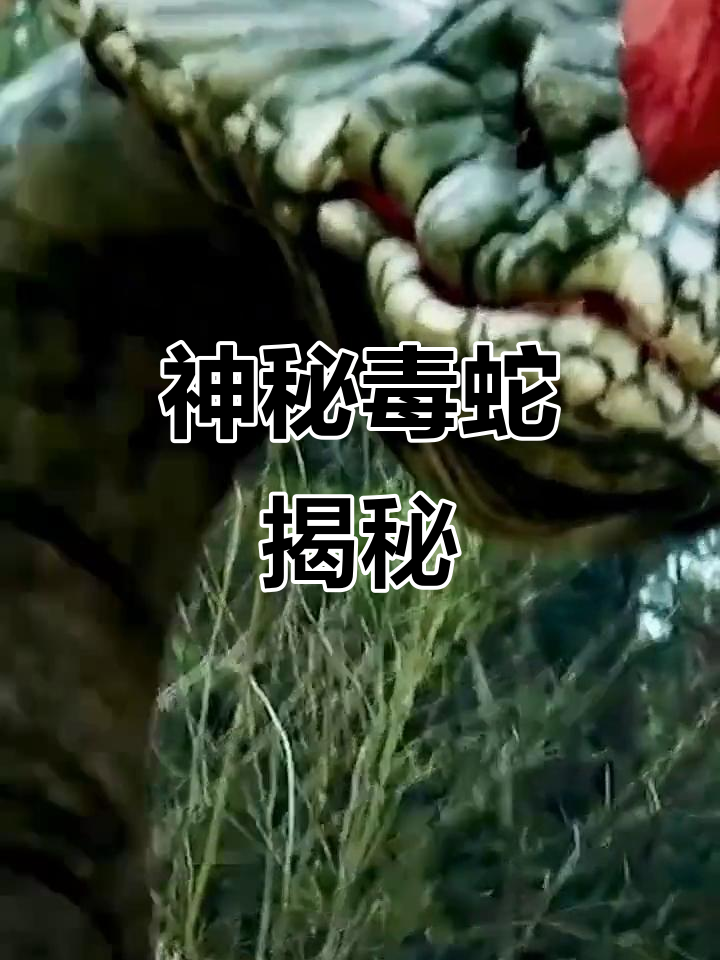 鸡公蛇速度快如风,毒性超强,传闻竟成真!