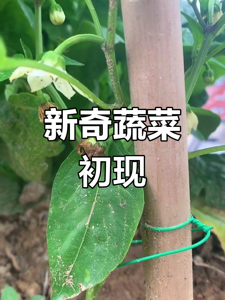第一次见青椒长这样,空心菜和苋菜也发芽了
