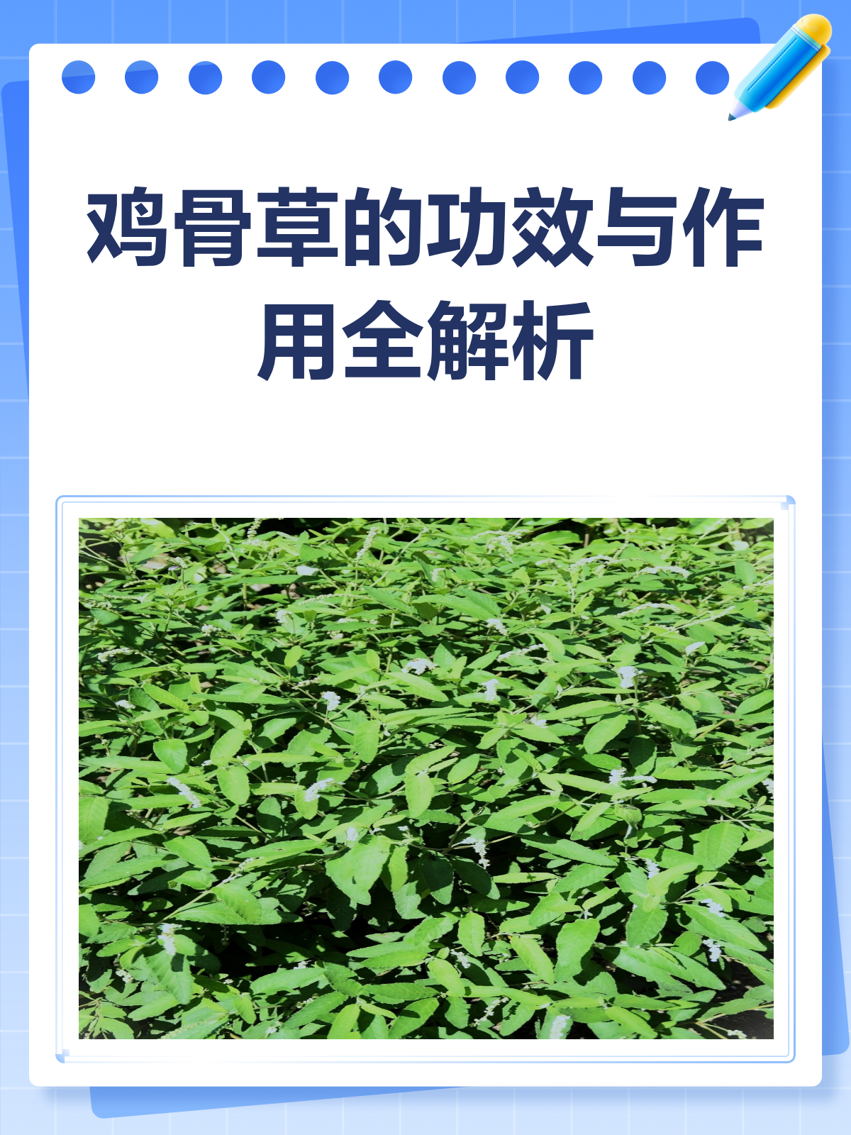 鸡骨草:清热利湿、疏肝止痛的宝藏草药!