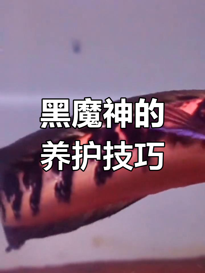 黑魔神雷龙饲养全攻略
