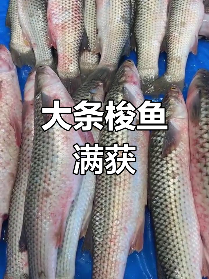 新鲜大梭鱼捕捞现场,最大二斤重!