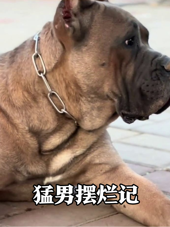 这肌肉狗反差萌！一脸凶相却只想当条咸鱼
