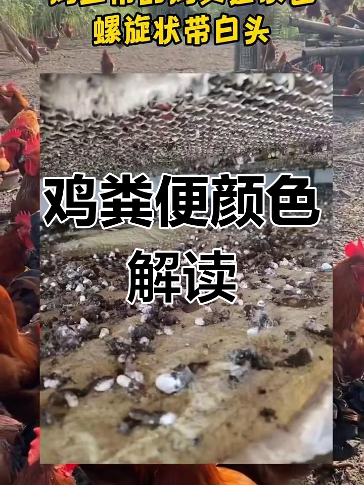 鸡粪异常表现与疾病识别