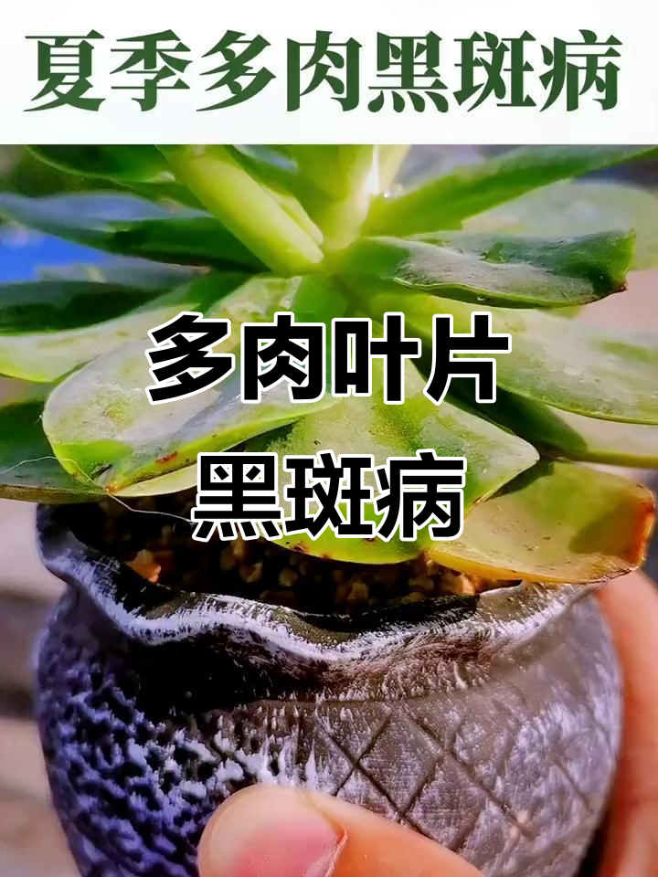 夏季连阴雨,多肉叶片黑斑怎么办?快速解决有妙招