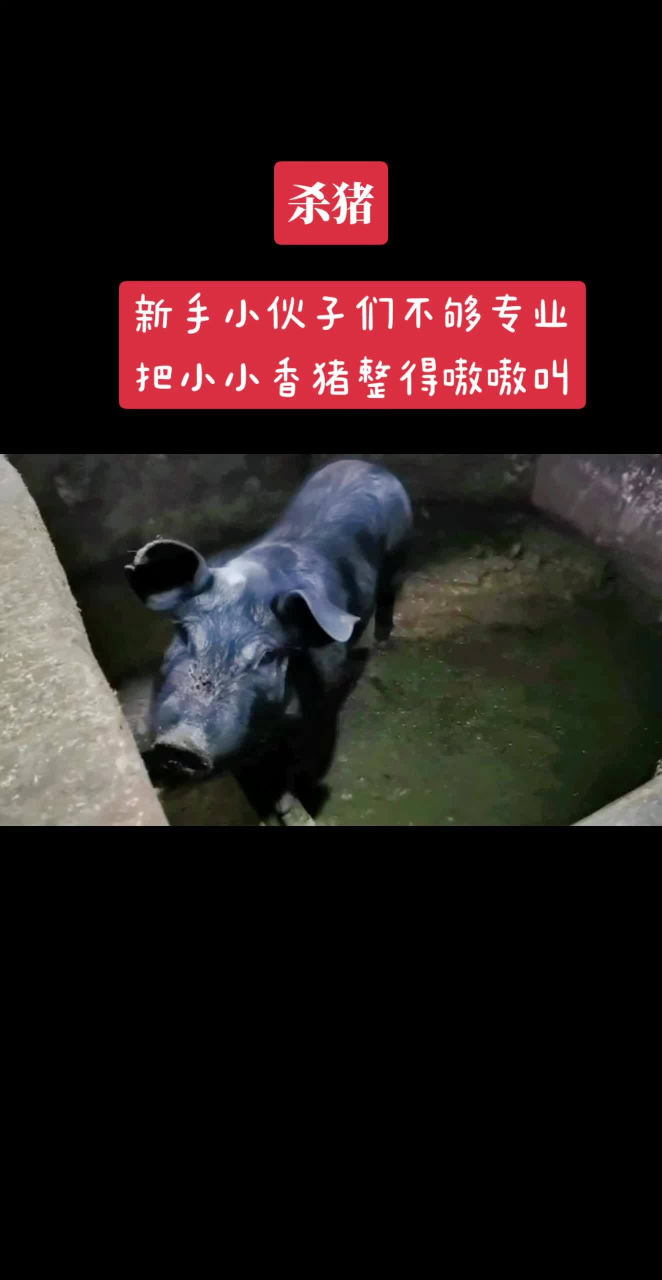 如今已经很难见到这种小香猪啰,回忆一下 真材实料才能做出好味道 乡村里的这些味道你值得拥有
