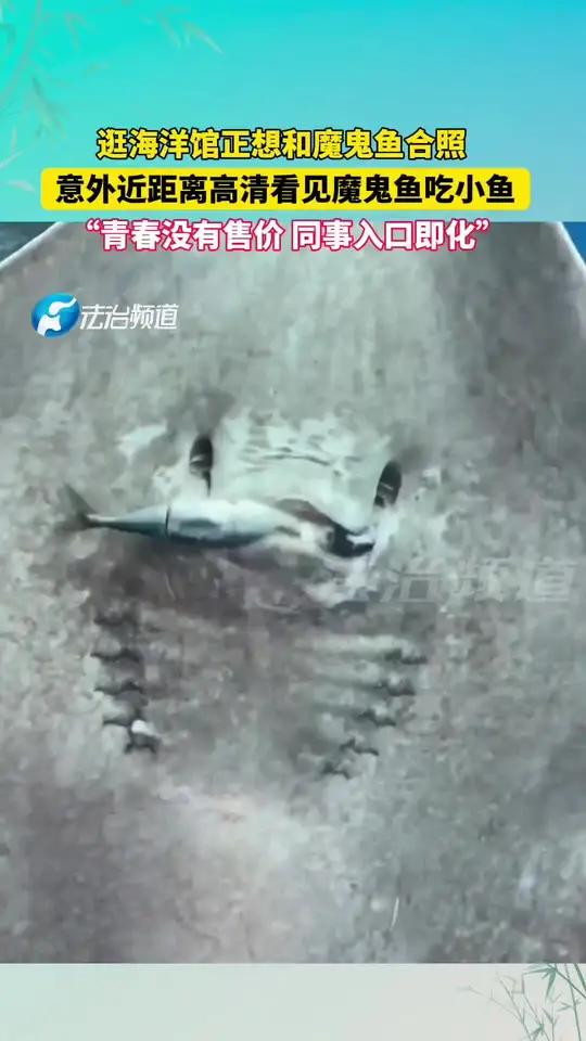 逛海洋馆正想和魔鬼鱼合照 意外近距离高清看见魔鬼鱼吃小鱼 “青春没有售价 同事入口即化”