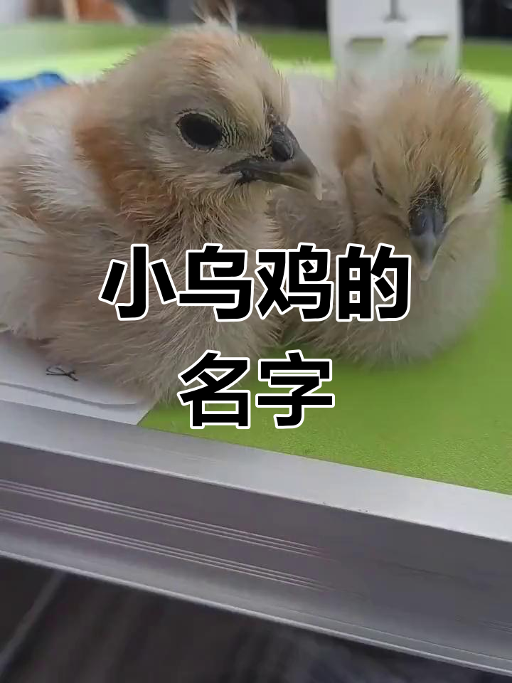 两只小乌鸡有了新名字,萌态十足