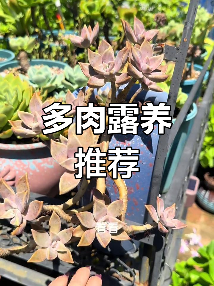 海南露养多肉推荐:初恋、贝拉等,耐热又美丽