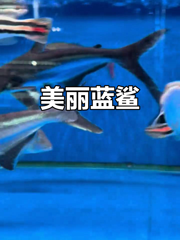 蓝鲨,淡水中的美丽奇迹,新手也能轻松饲养