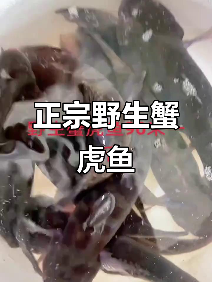 野生蟹虎鱼90米一斤,大城市价格离谱!