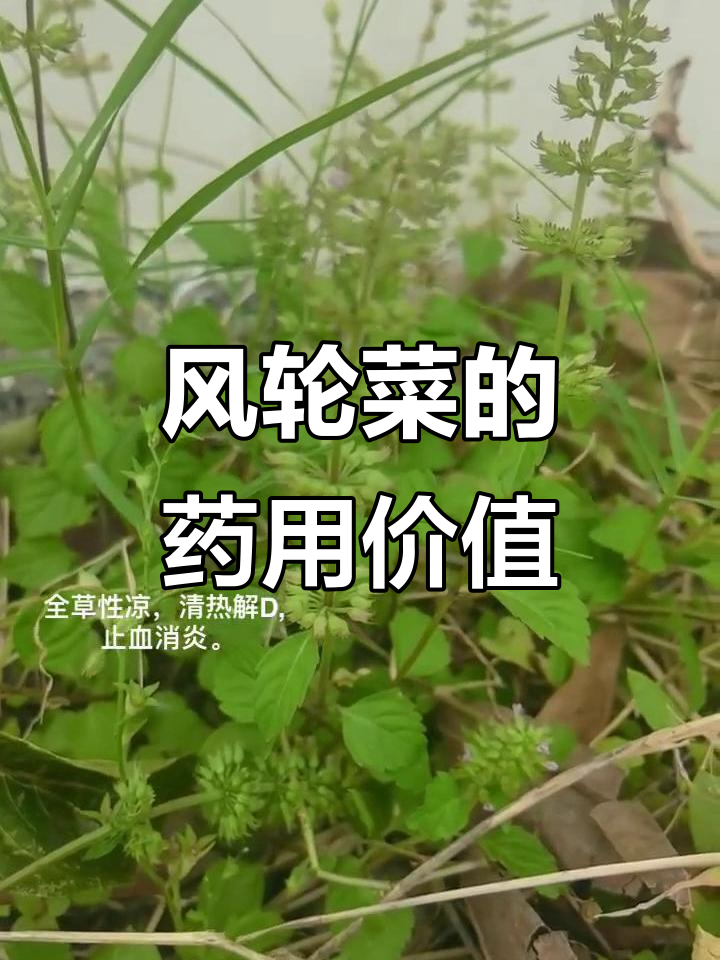 细风轮菜:清热解毒,止血消炎的良药
